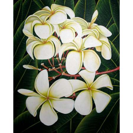 Kamboja white flower