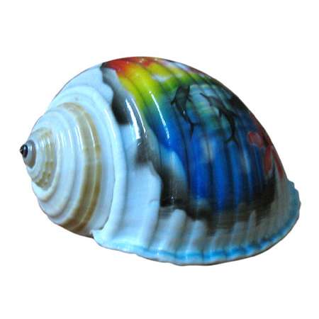 Sea shell